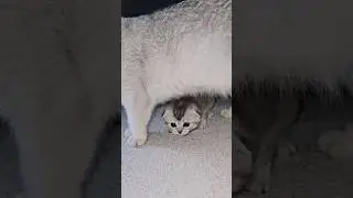 Mommy cat worries when kittens run away and meow 🤗
