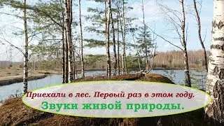 Приехали в лес.Первый раз в этом году.Звуки живой природы