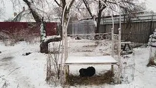 Кавказята по первому снегу