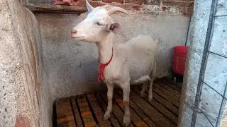 así fue como cambie los gallos por cabras