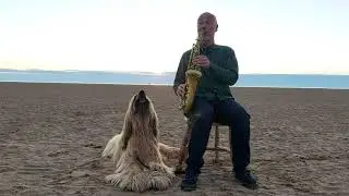 Dog Sings Melodiously To Tunes Of Saxophone Played By a Man At the Beach