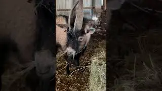 A Farm Poem