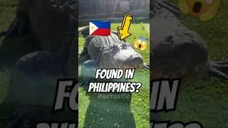 World BIGGEST CROCODILE Ever!🐊😱