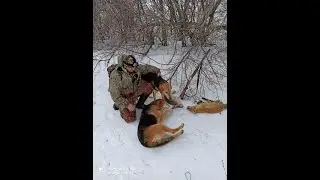 Охота на зайцев. Отличное закрытие сезона!
