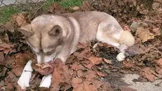 Absolutely adorable Siberian
