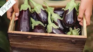 Do you have eggplant and egg? Make this delicious and filling salad |My Salad