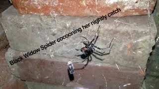 Black Widow Spider Cocooning Catch