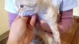 Рыжик с травмированной лапкой.