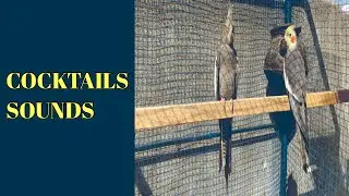 Cockatiel sounds | Gray Cockatiel |Natural sound | Birds |