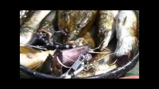 Baby Duck Bastards Fishing - Season 4 Official Trailer