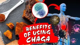 Chaga Mushroom | 5 Health Benefits Explained | Just Mushrooms
