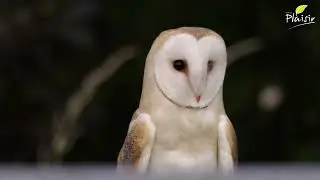 Plaisir - L'installation d'un nichoir pour chouettes effraie