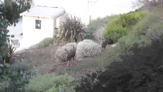 Oh Deer Me