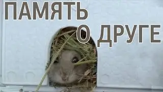 Джунгарский хомяк. В память о друге