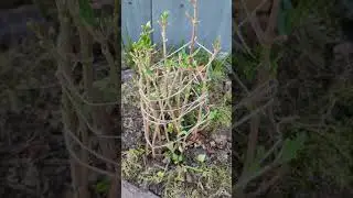 How to cover large-leaf hydrangea for the winter. 
