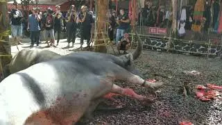 Tradisi Unik ma'tinggoro Tedong, sebagian tidak diikat.