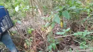 group camping in uttrakhand forest finely