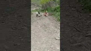 Индюки 🦃🦃🦃🦃🦃