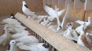 Ижевские, молодежь 2020.