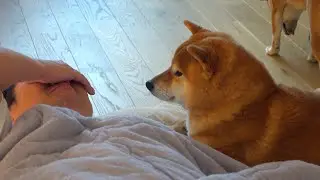 苦しむ飼い主、柴犬ハチのある神対応で涙が止まりません。