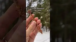 Находили в лесу такие огрызки? #белка #животные