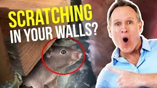 Mice in attic? Scratching sounds in walls at night?
