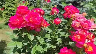 Роза Декор Арлекин ( Rose Decor Arlequin) июнь 2024