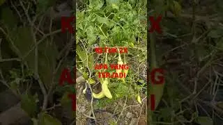 DETIK DETIK SEBELUM KEJADIAN.. 