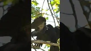 CROW 🐦‍⬛ MOTHER AND BABY #shorts