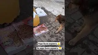 Помощь голодной дворняге            #дворняга #улица #собачийкорм #бездомнаясобака