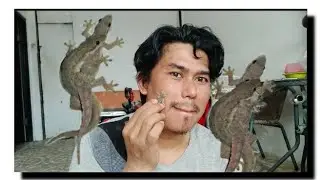 CARA TERNAK CICAK VOL 1 (DI RUMAH)