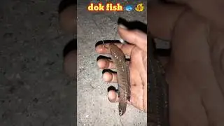 dok fish 🐠🐟
