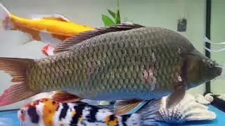 Soothing Fish Tank For Cats | Aquarium Water Sounds HINH PIE BOT #fish