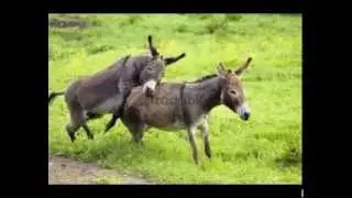 Donkey Breeding