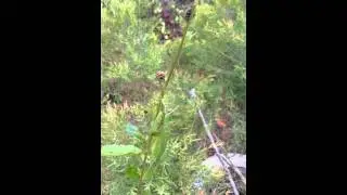Bugs invasion in garden