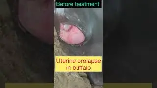 Uterine prolapse in buffalo l Dr Umar Khan