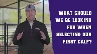How Do I Select My First Calf?