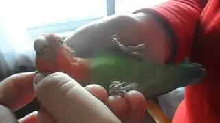 Mi agapornis Rover adora las caricias