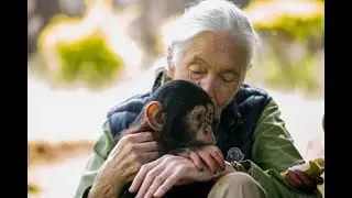 How Jane Goodall wound up studying chimpanzees in Africa