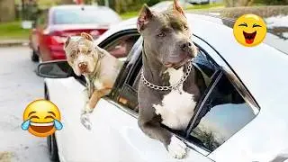 DOGs Can't Stop Being Hilarious😁🐶 | TOP Funny Dog and Human Videos