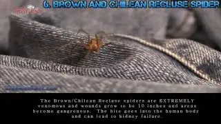 Top 10 Most Venomous Spiders