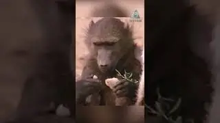 Bushman and baboon. In search of water.