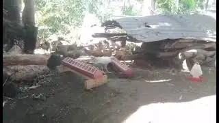Old Road Kanipaan GF (Backyard) - nag uumpisa pa po kaming mag gamit Range Area ... padami napo cla.