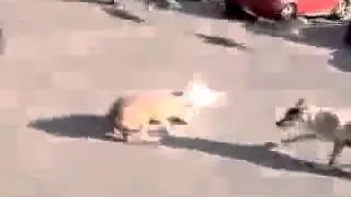 Волки наводят ужас на людей в городе.