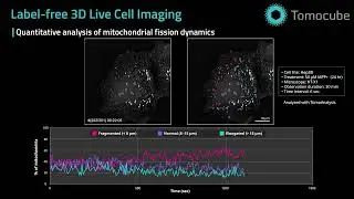 Quantitative Analysis of Mitochondrial Fission
