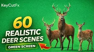 60 Realistic Deer Green Screen Scenes - 4K Stock Footage 