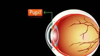 CBSE 10th Science -  Structure of Human Eye