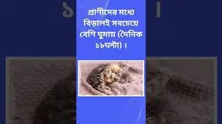 বিড়াল কত ঘন্টা ঘুমায়