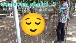 Intermezo, Demi memuaskan penasaran anda2 semua, begini proses rusa berkembang biak
