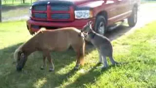 kangaroo tries to 